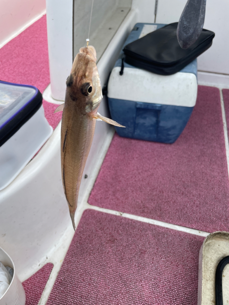 短時間キス→アジ