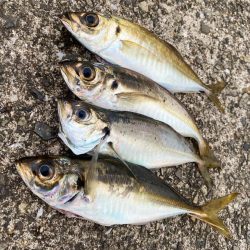 久しぶりのホーム