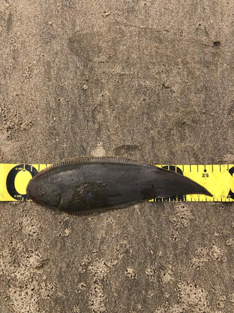 初50オーバーマゴチ！