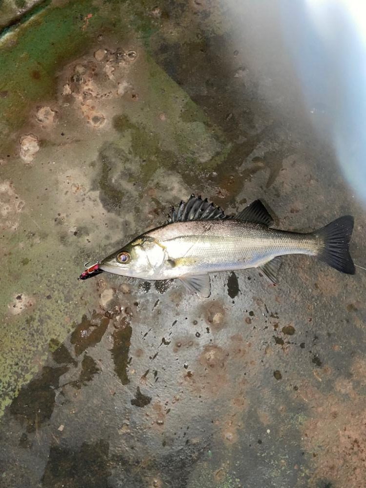 雨後のバチ抜け調査