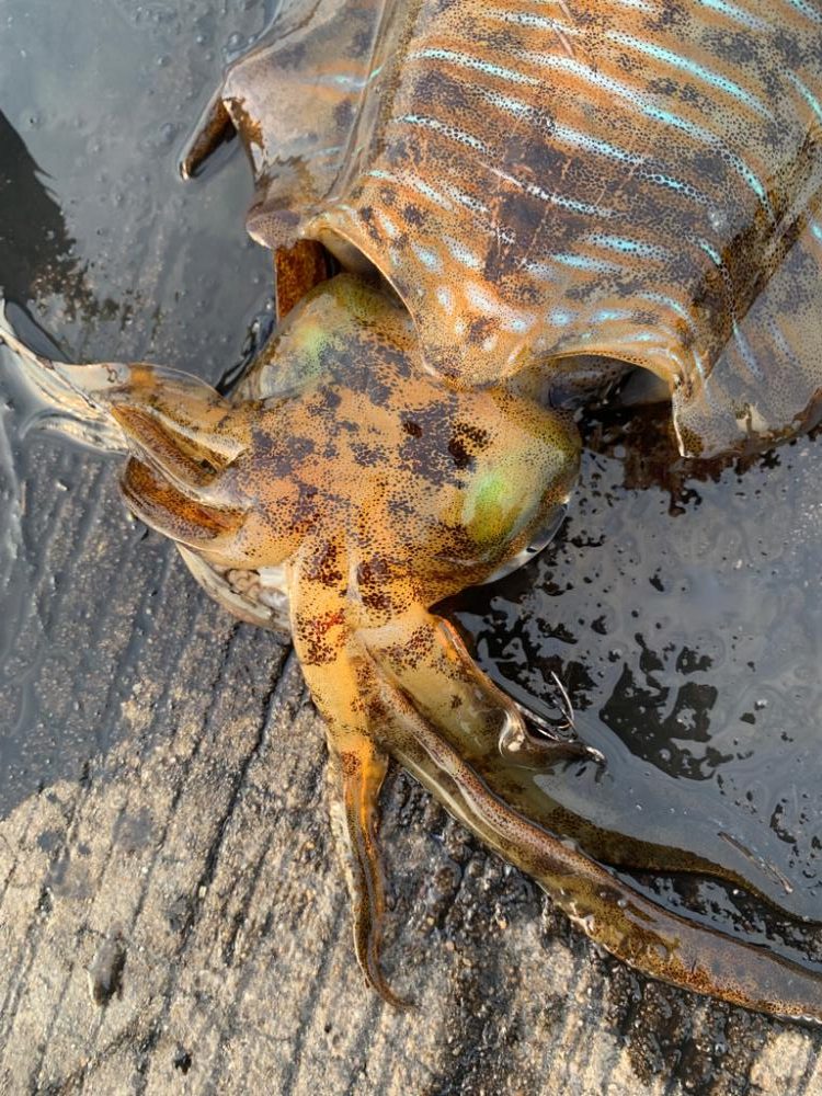 春アオリですけど。