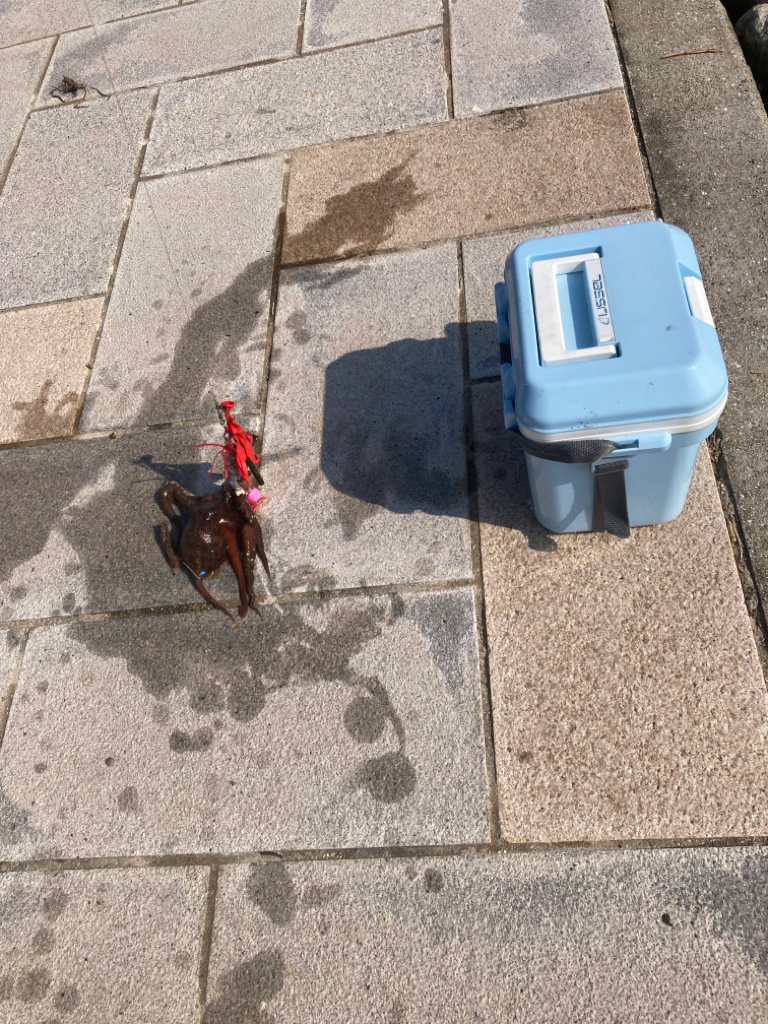 今年初のマダコ