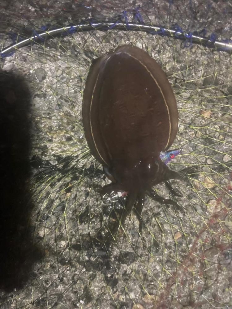 初のモンゴウイカ