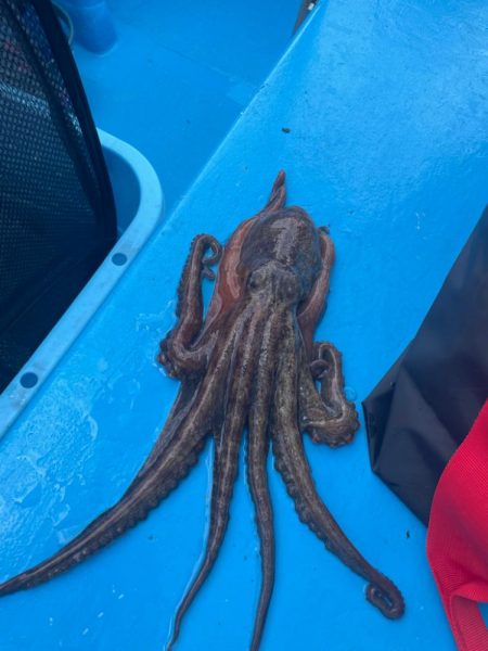 明石　船でタコ