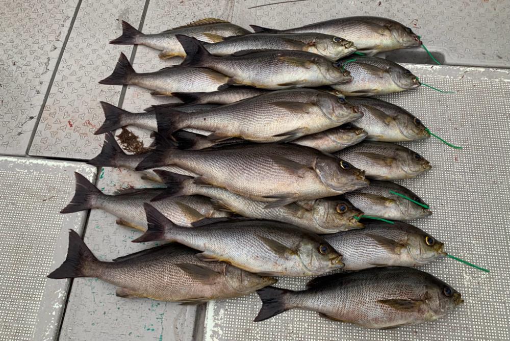 遊漁船 OceanDreamer でSLJ!!