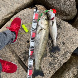 エビ撒きまくり