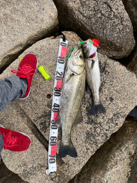 エビ撒きまくり