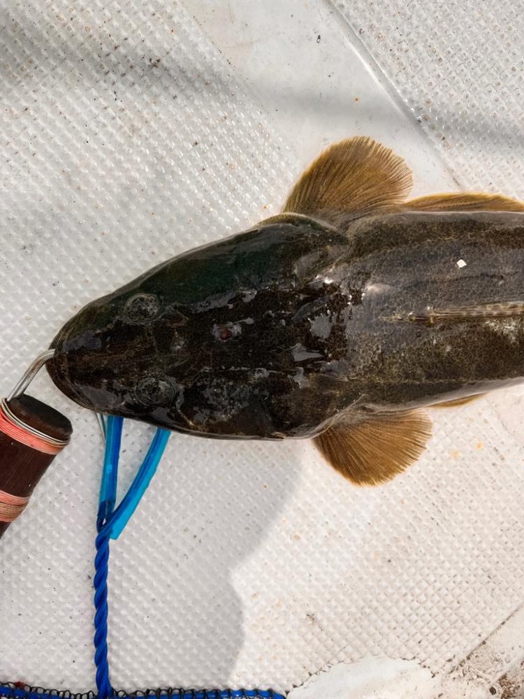 アジ泳がせ釣り