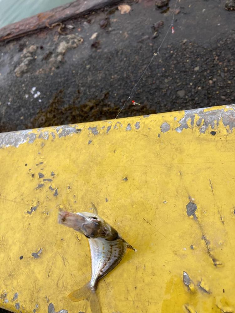 トリックサビキ