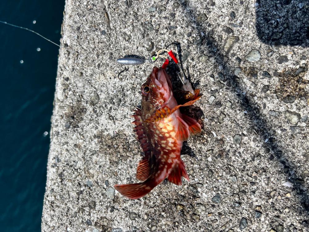 根魚の日