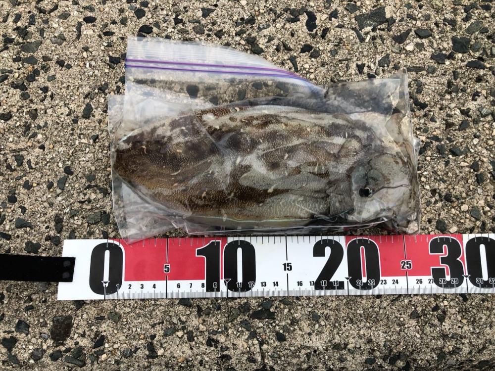 やっと春モンゴウ開幕