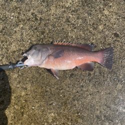 タンコブゲーム！！