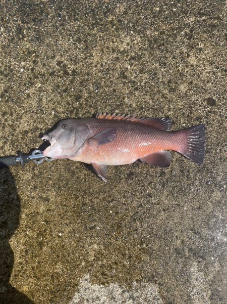 タンコブゲーム！！