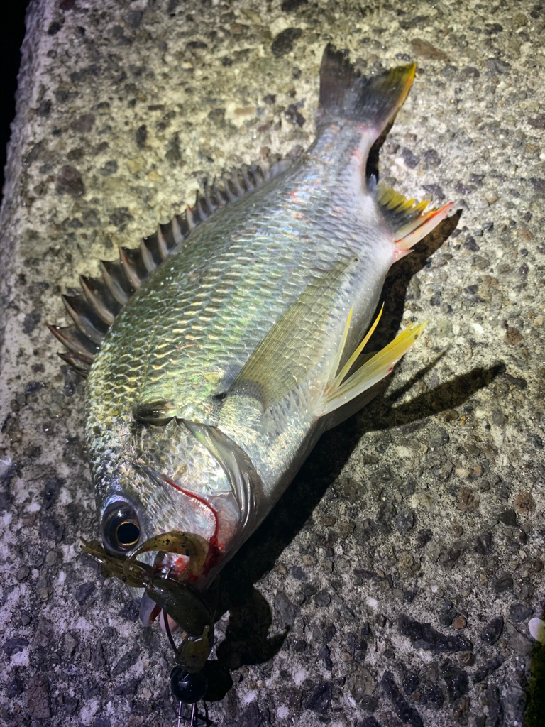 バチ抜け&チニング