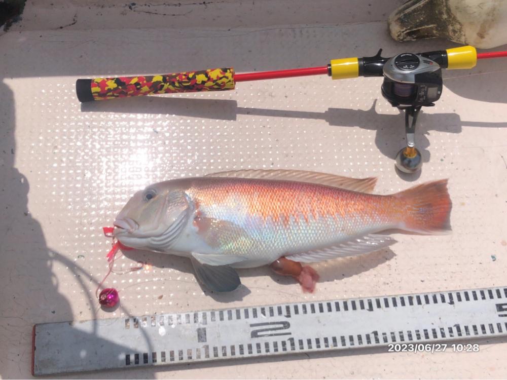 6/27 伊島沖タイラバ&ジギング