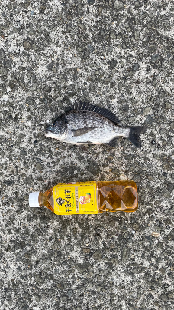 紀州釣り! 2桁釣れた・・ボラが・・・