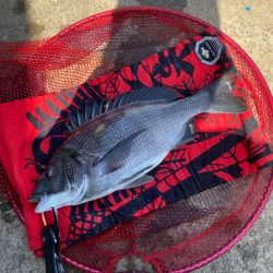 ヘチってきました