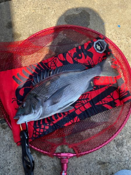 ヘチってきました