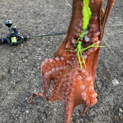 ⭐︎3日連続タコ