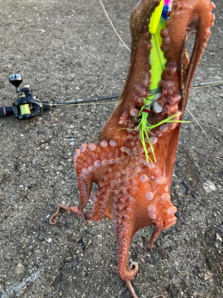 ⭐︎3日連続タコ