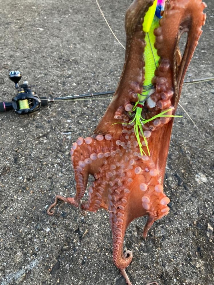 ⭐︎3日連続タコ