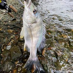 10分で釣って帰る　