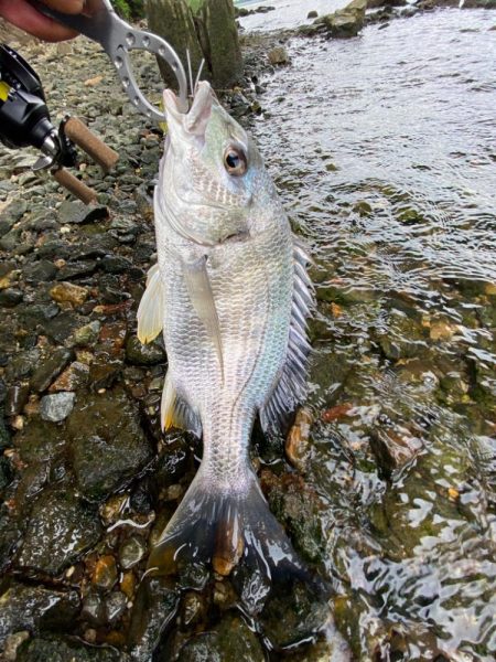 10分で釣って帰る　
