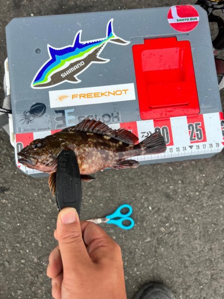 ライトなビッグゲーム