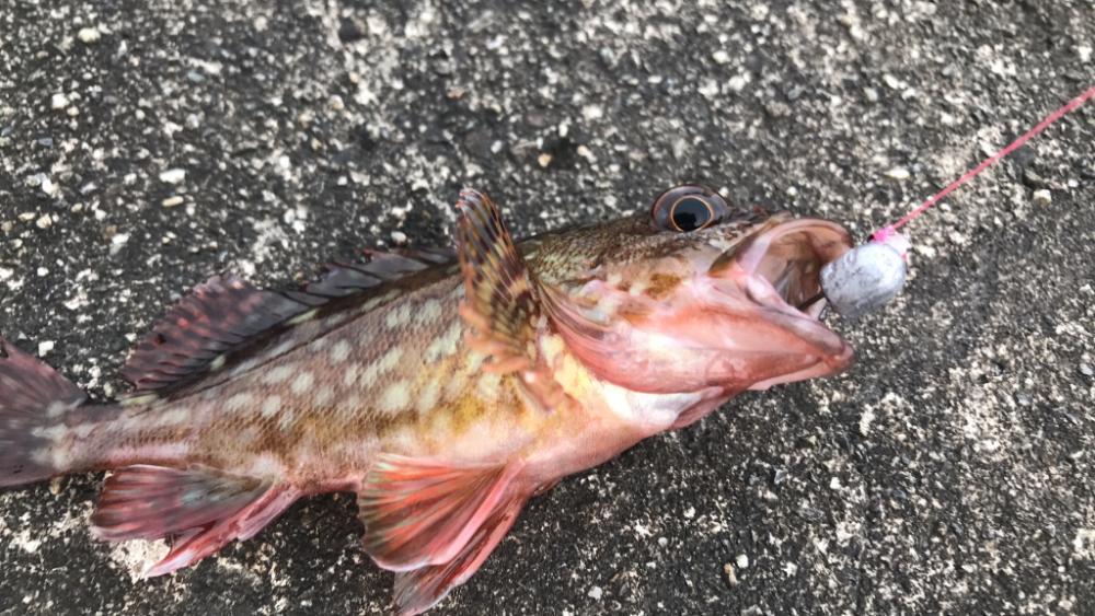 何かを釣りたい想い