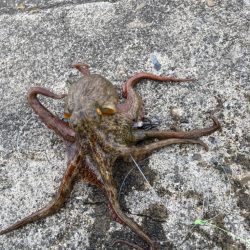 新子狙いはイカエギにゃ！