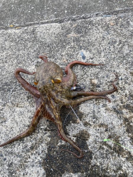 新子狙いはイカエギにゃ！