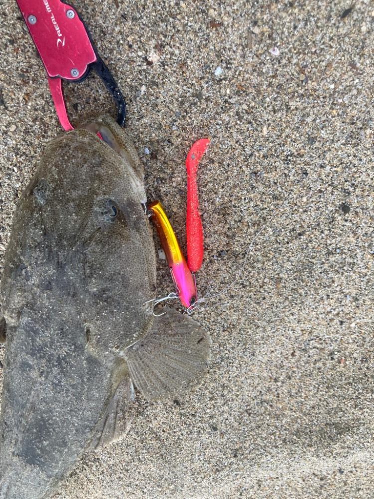 サーフでマゴチ