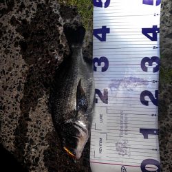 バイブレーションの早巻き！