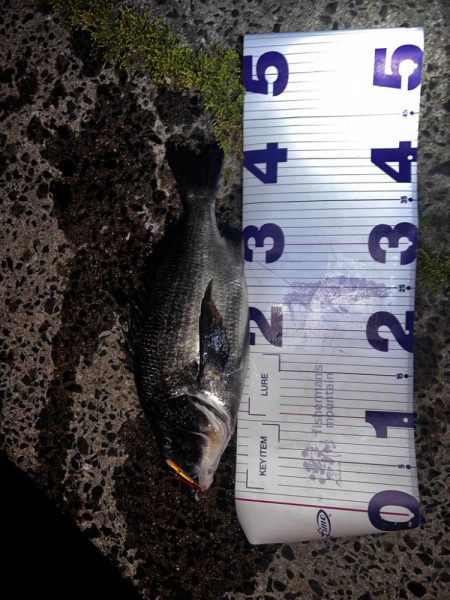 バイブレーションの早巻き！