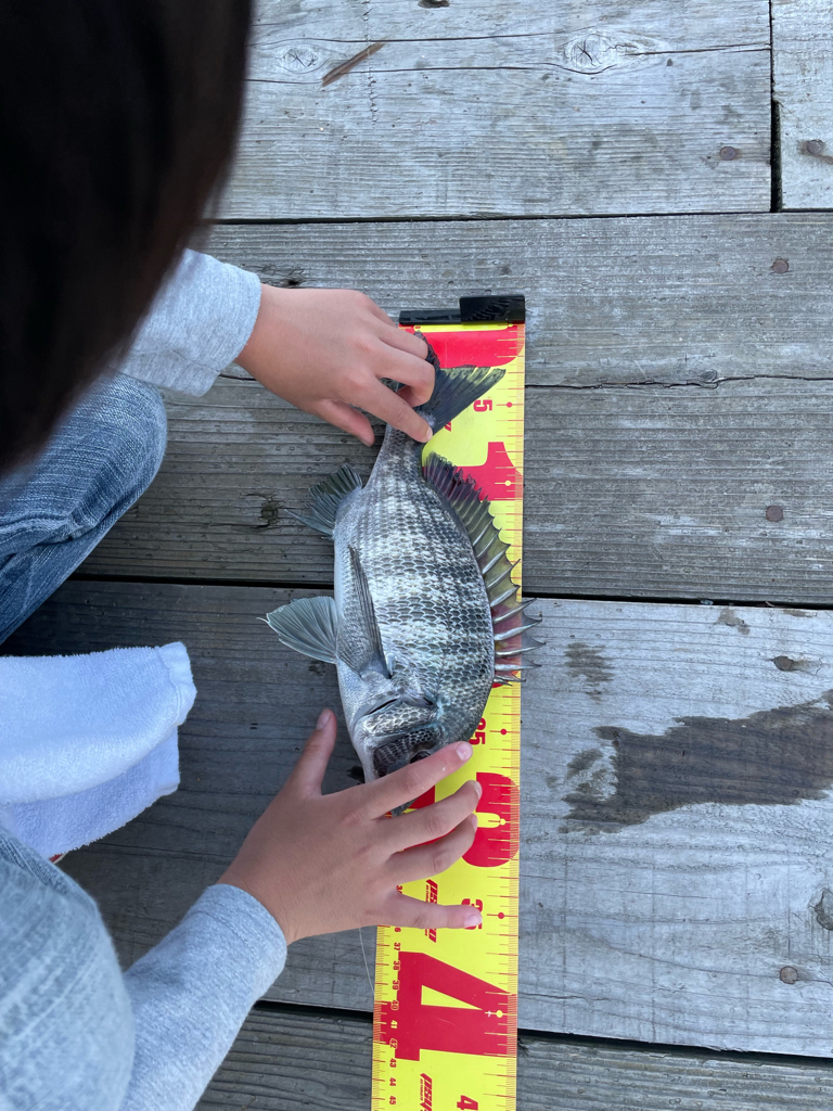 ヒラメ45センチ