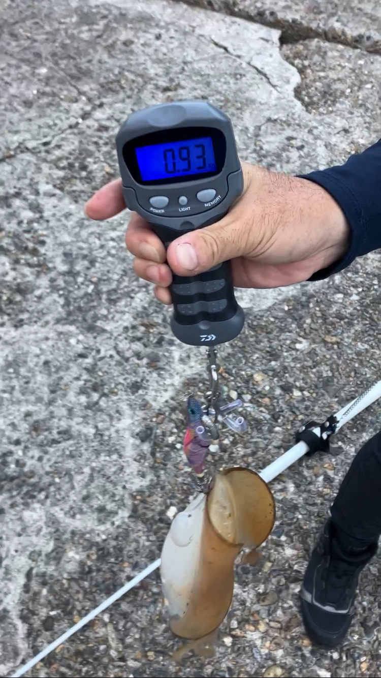 本命のアオリイカ