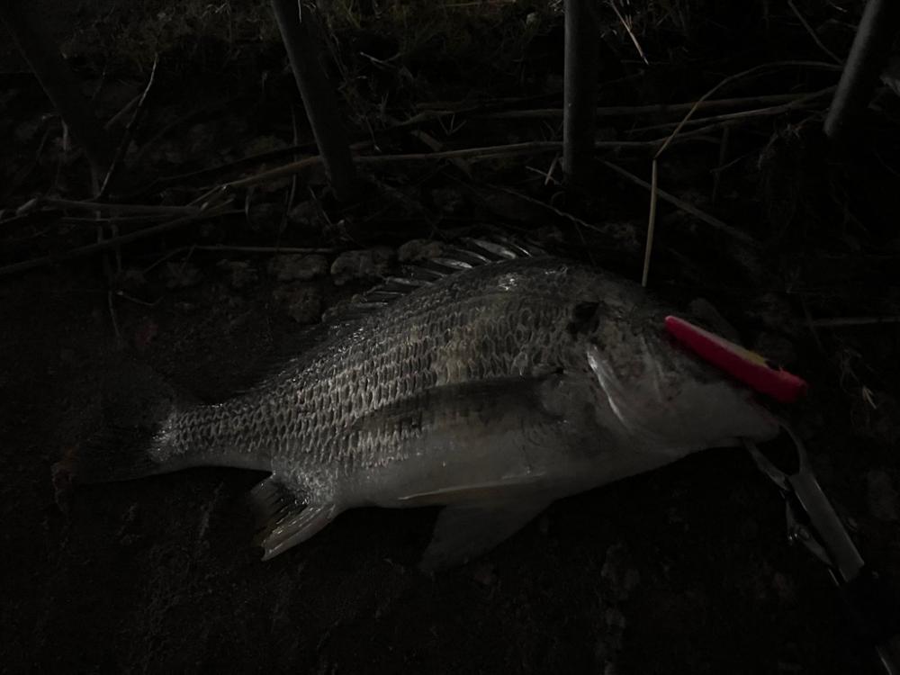 マイクロベイト