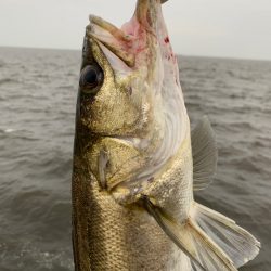 夕マヅメシーバス 2匹