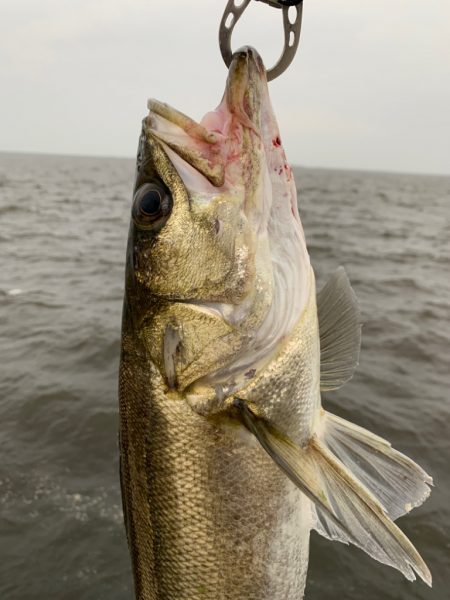 夕マヅメシーバス 2匹