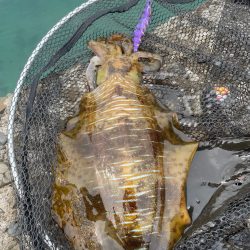 制限時間あり釣行