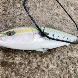 ショアブリゲットにゃ！