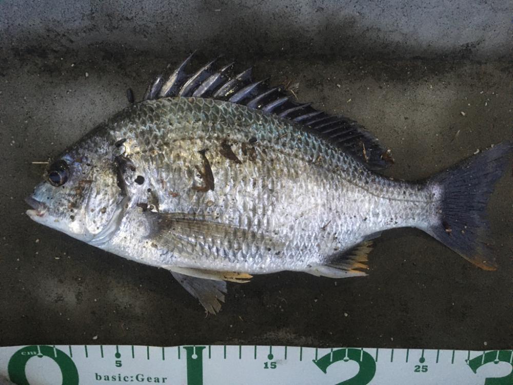 増水+満潮=潮位高