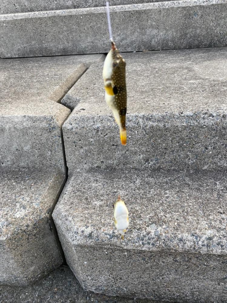 ちょい投げライトキスゲーム③