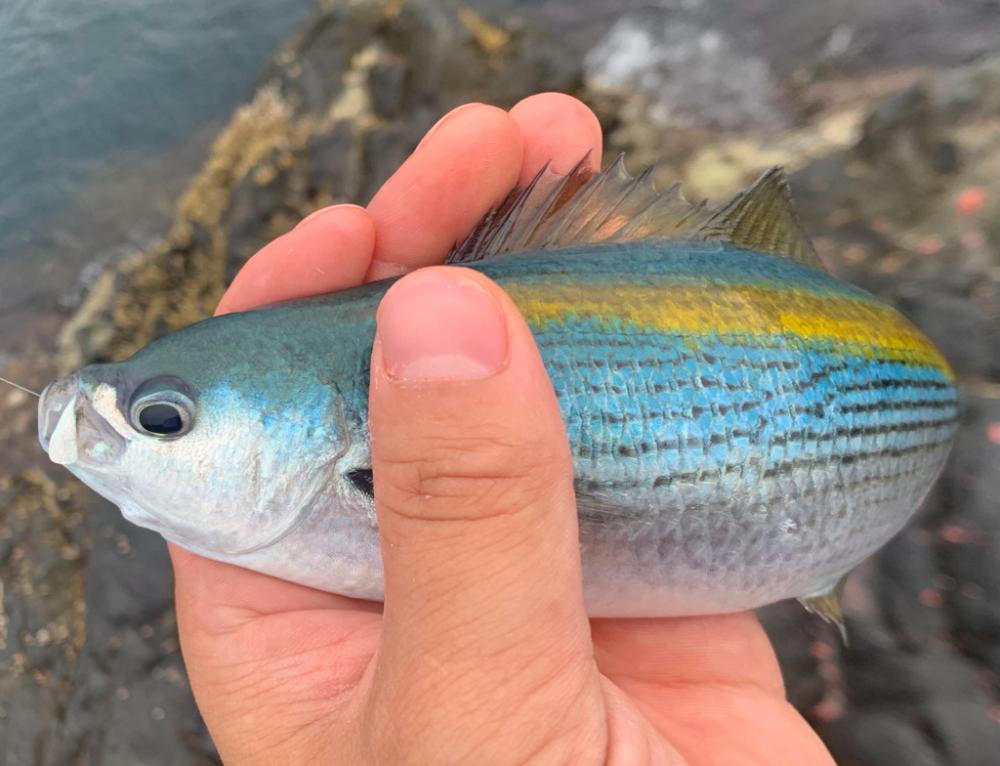 塩焼き美味しいやつ