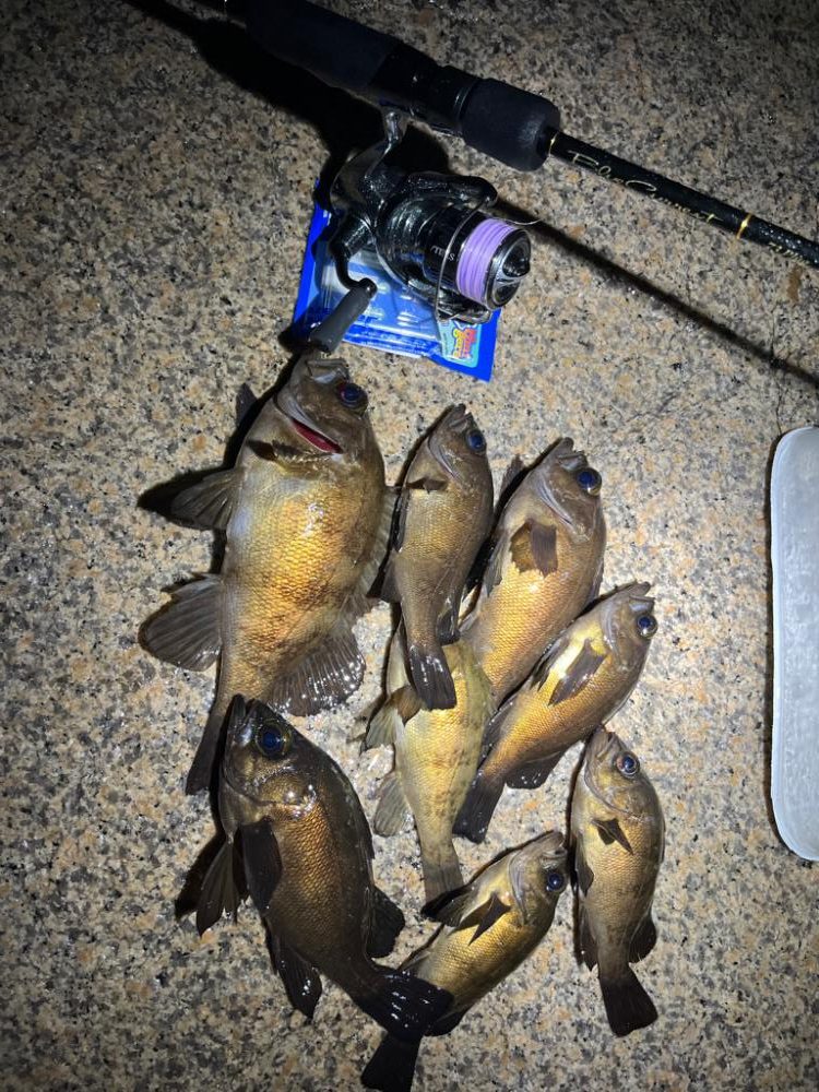 雨中メバリング