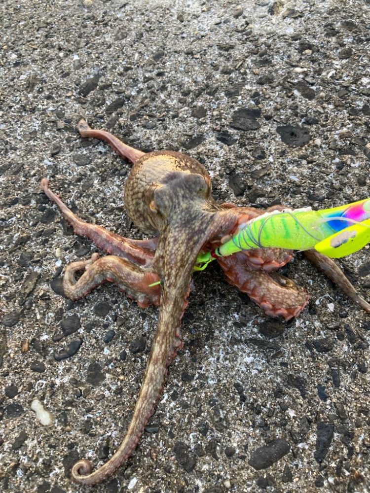 ⭐︎奥深きタコ