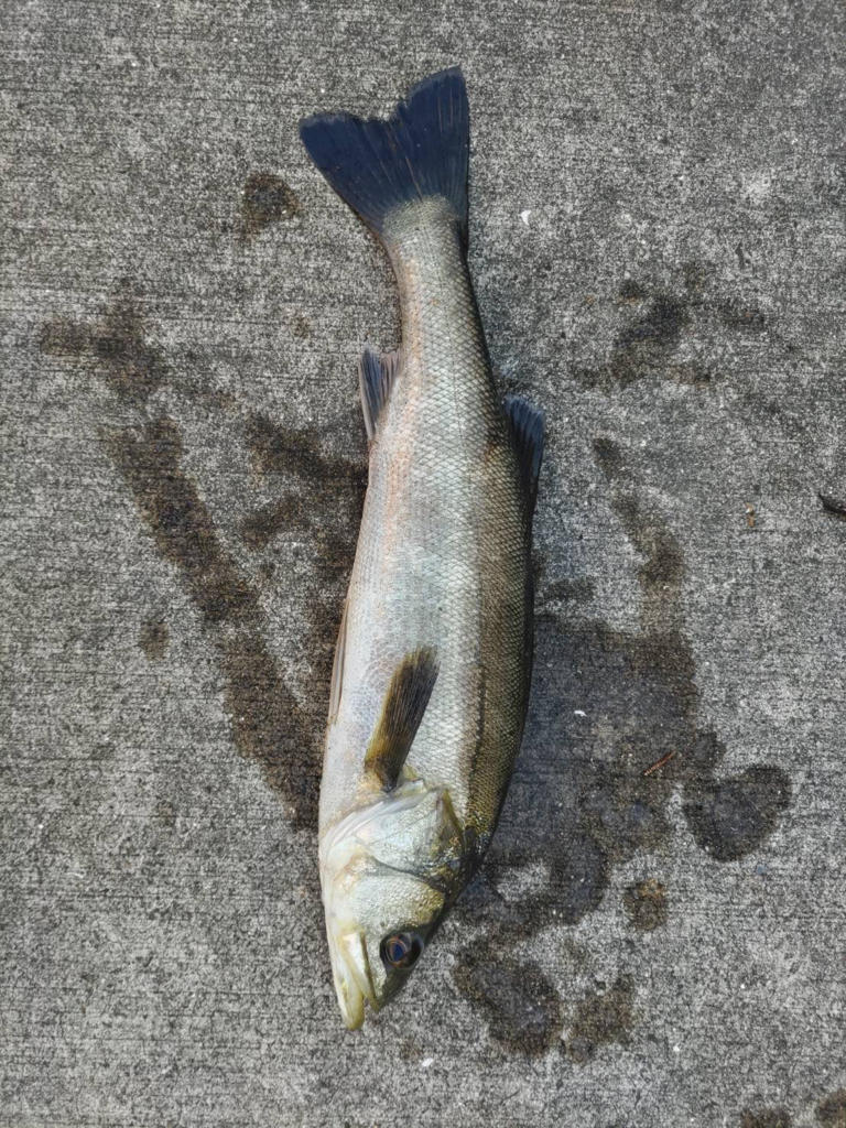 ポカポカの朝からエビ撒き