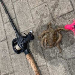 昼休み湾奥蛸散歩。何とか仔蛸2杯。。