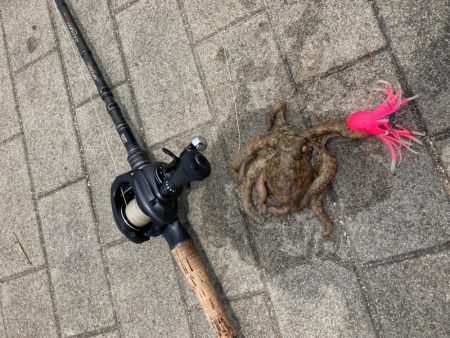 昼休み湾奥蛸散歩。何とか仔蛸2杯。。