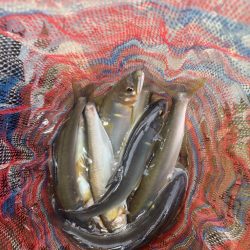 初めての鮎釣り